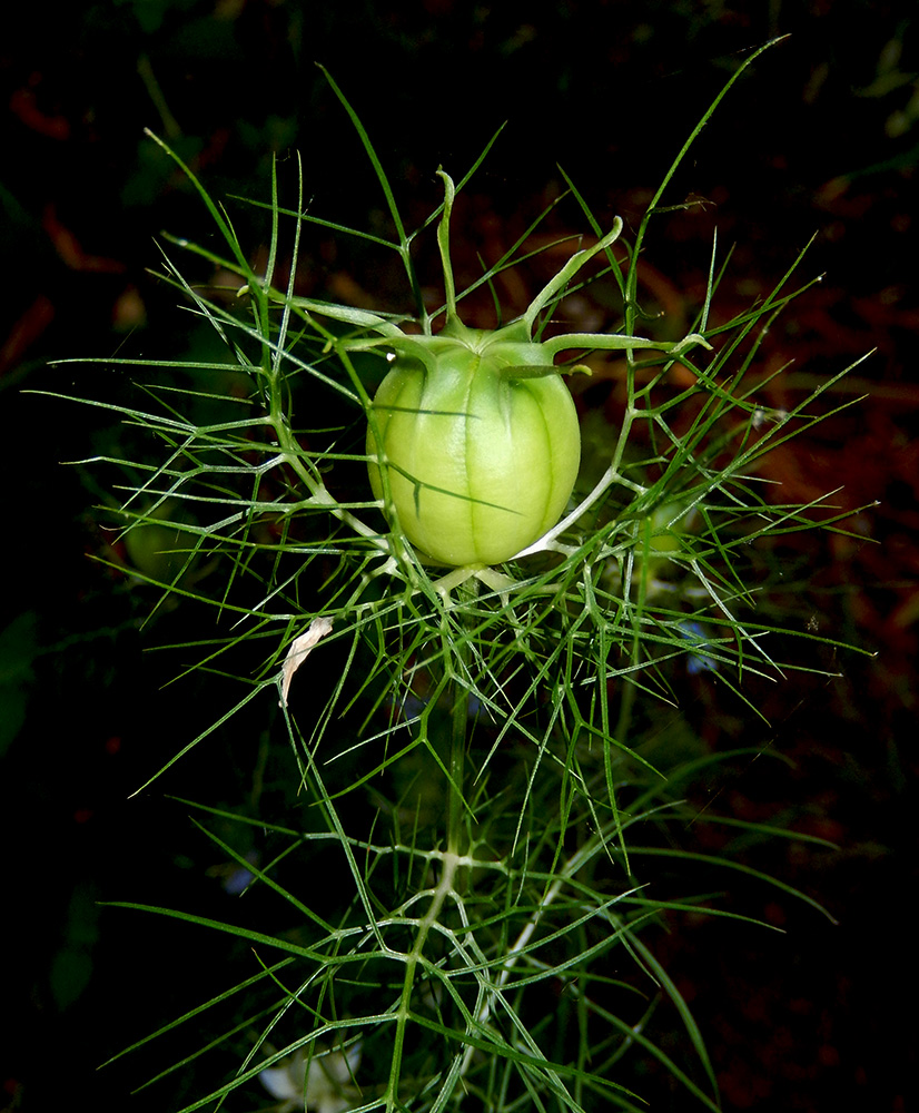 Image of Nigella damascena specimen.