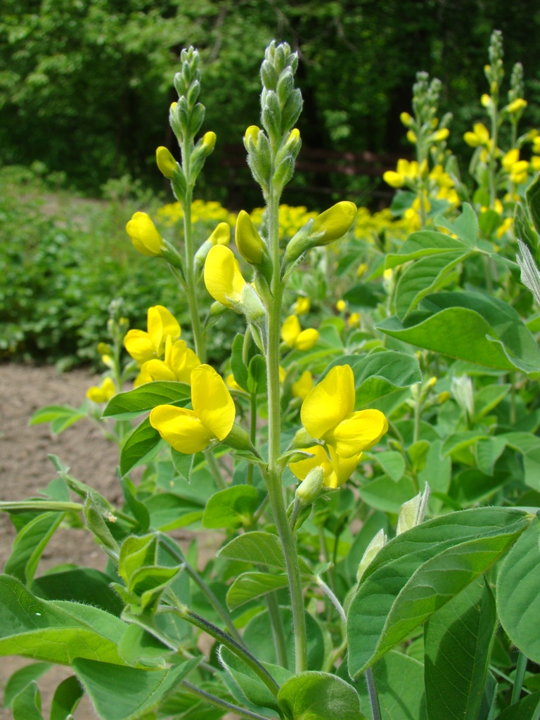 Image of Thermopsis lupinoides specimen.