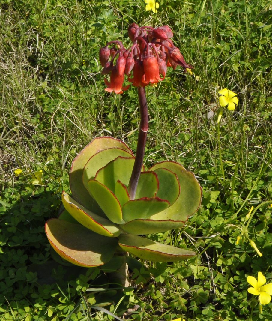 Image of Cotyledon orbiculata var. oblonga specimen.