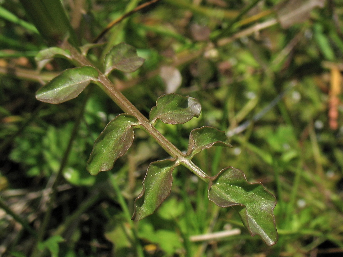 Image of Nasturtium microphyllum specimen.