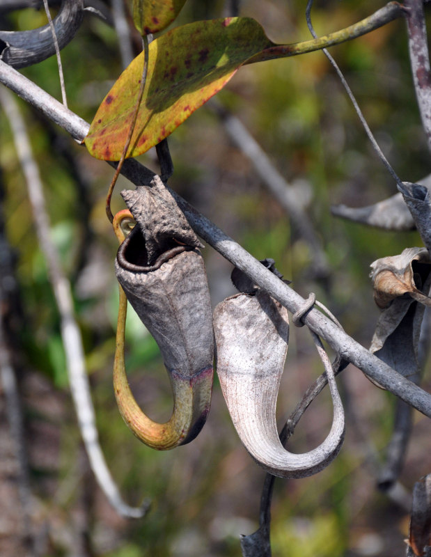 Изображение особи Nepenthes stenophylla.