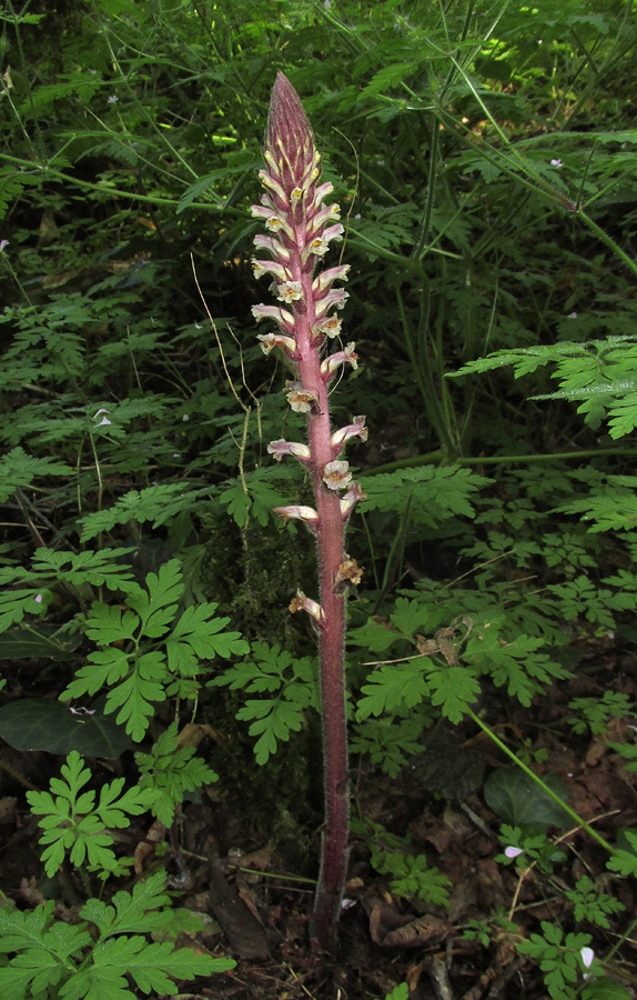 Изображение особи Orobanche hederae.