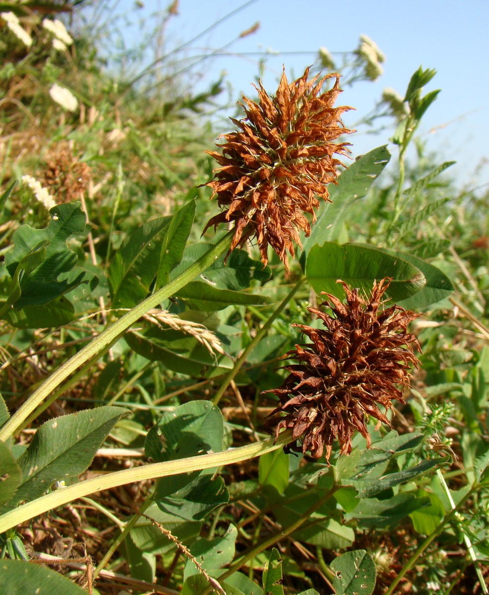 Image of Trifolium ambiguum specimen.