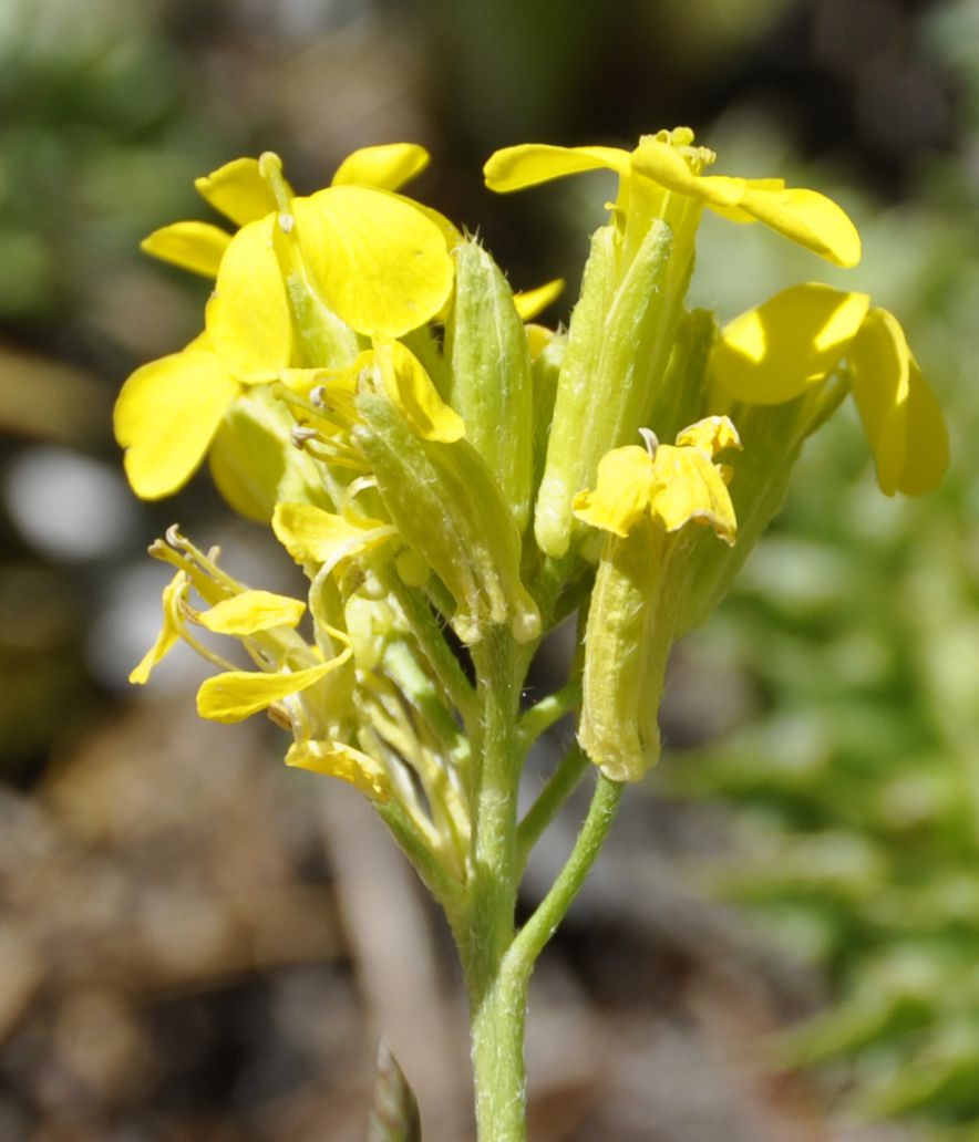 Изображение особи Alyssoides utriculata.