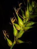 Carex arnellii