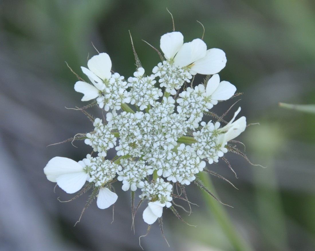 Image of Tordylium officinale specimen.