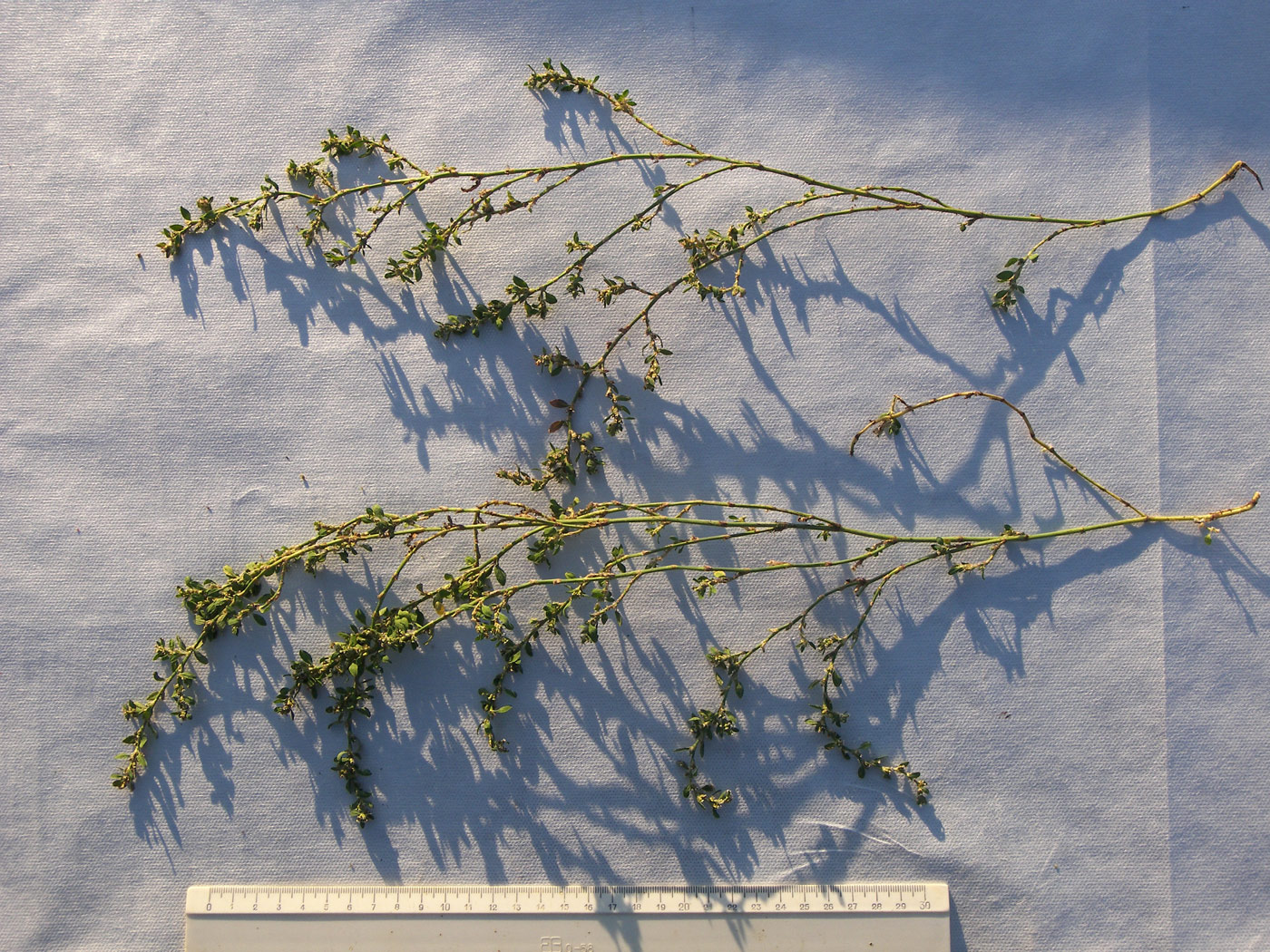 Image of Polygonum arenastrum specimen.