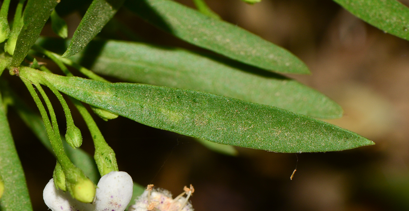 Image of Myoporum parvifolium specimen.