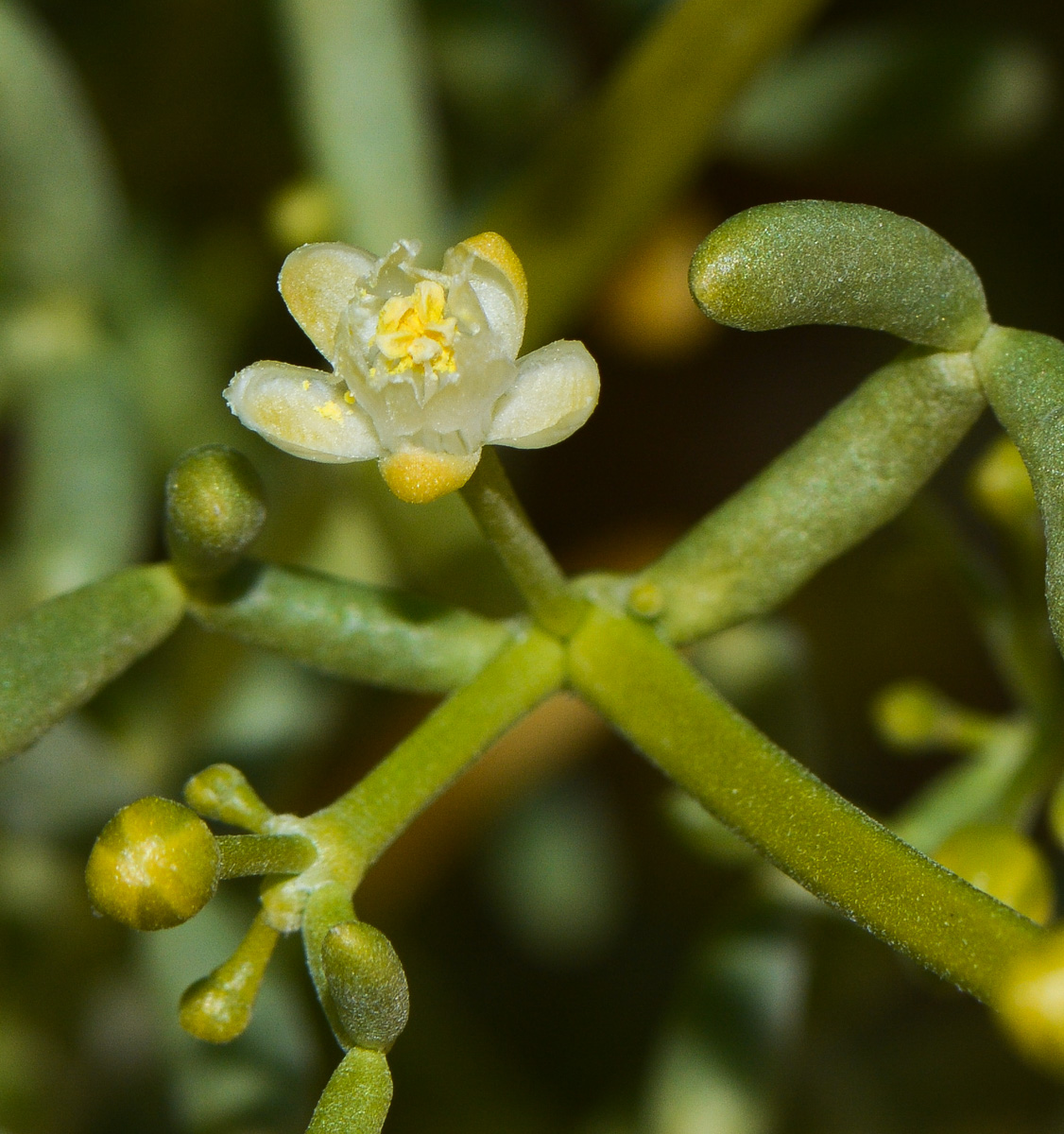 Изображение особи Tetraena coccinea.