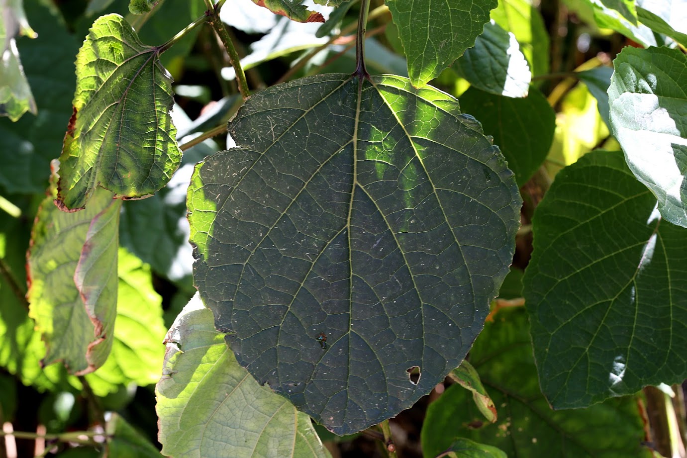 Image of Clerodendrum bungei specimen.