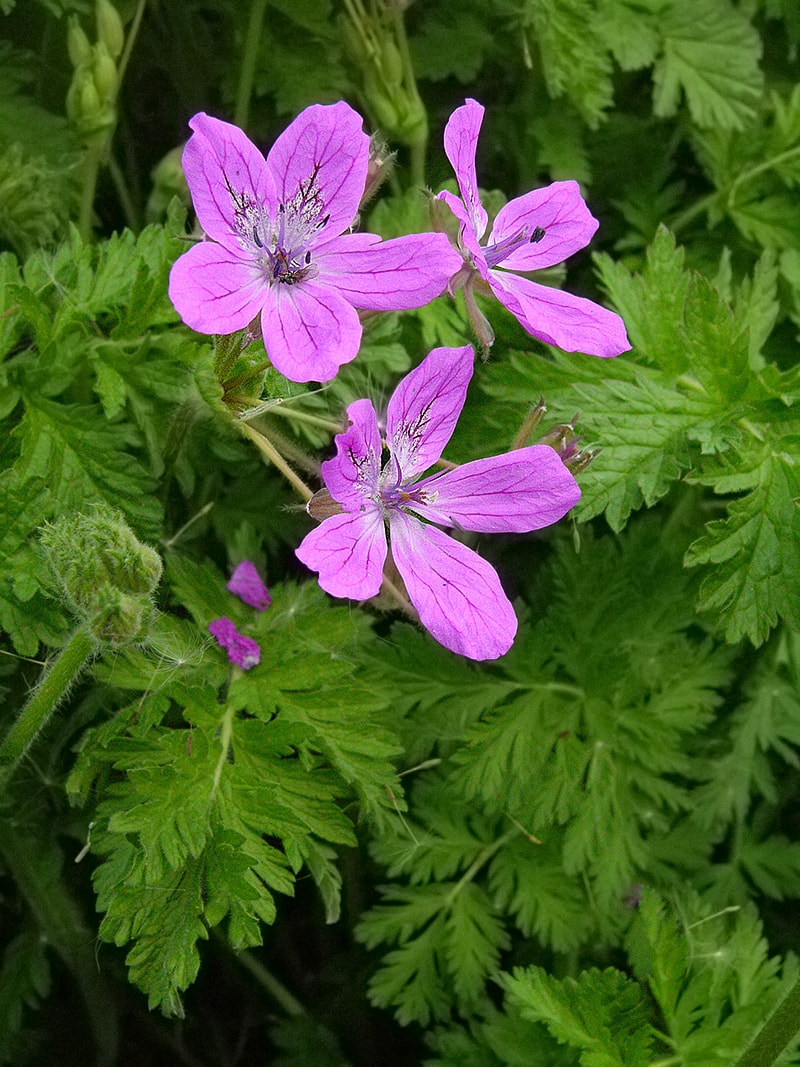 Изображение особи Erodium manescavi.