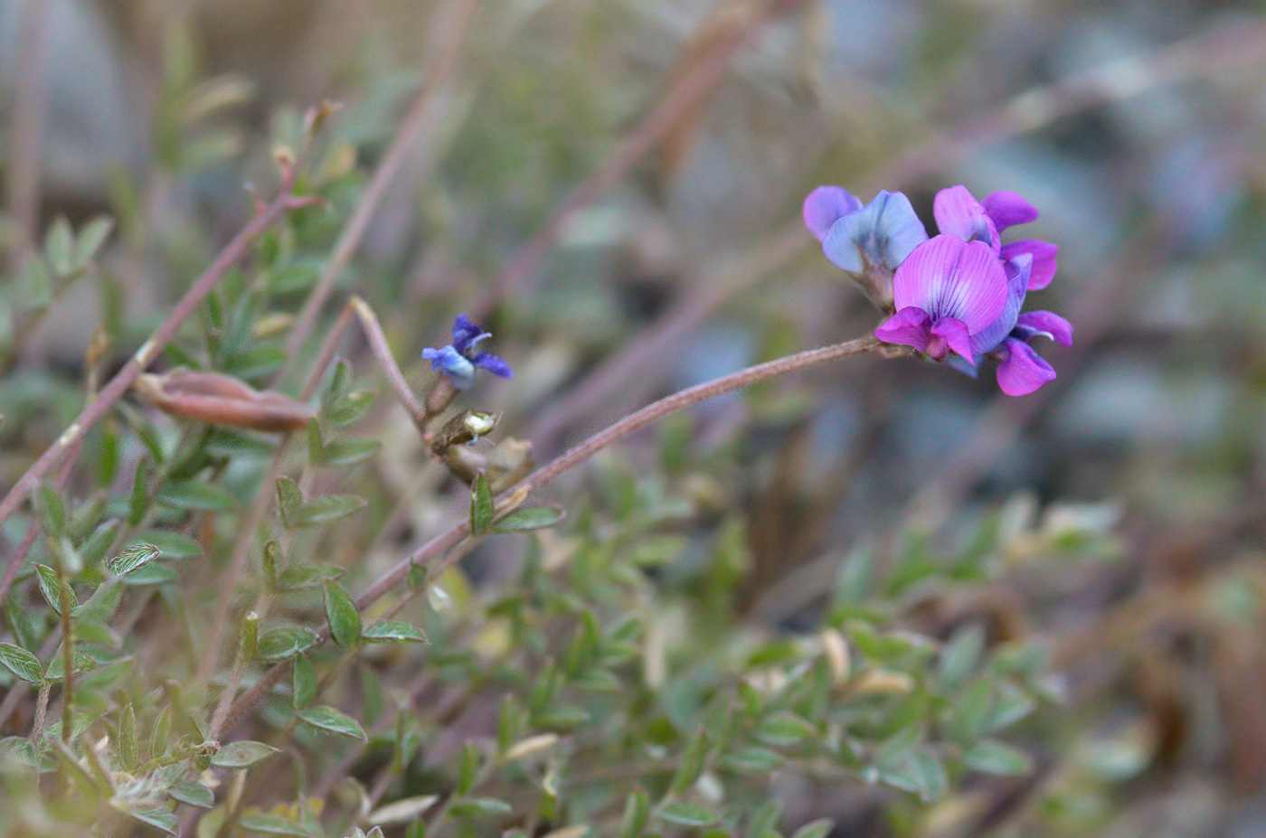 Image of genus Oxytropis specimen.