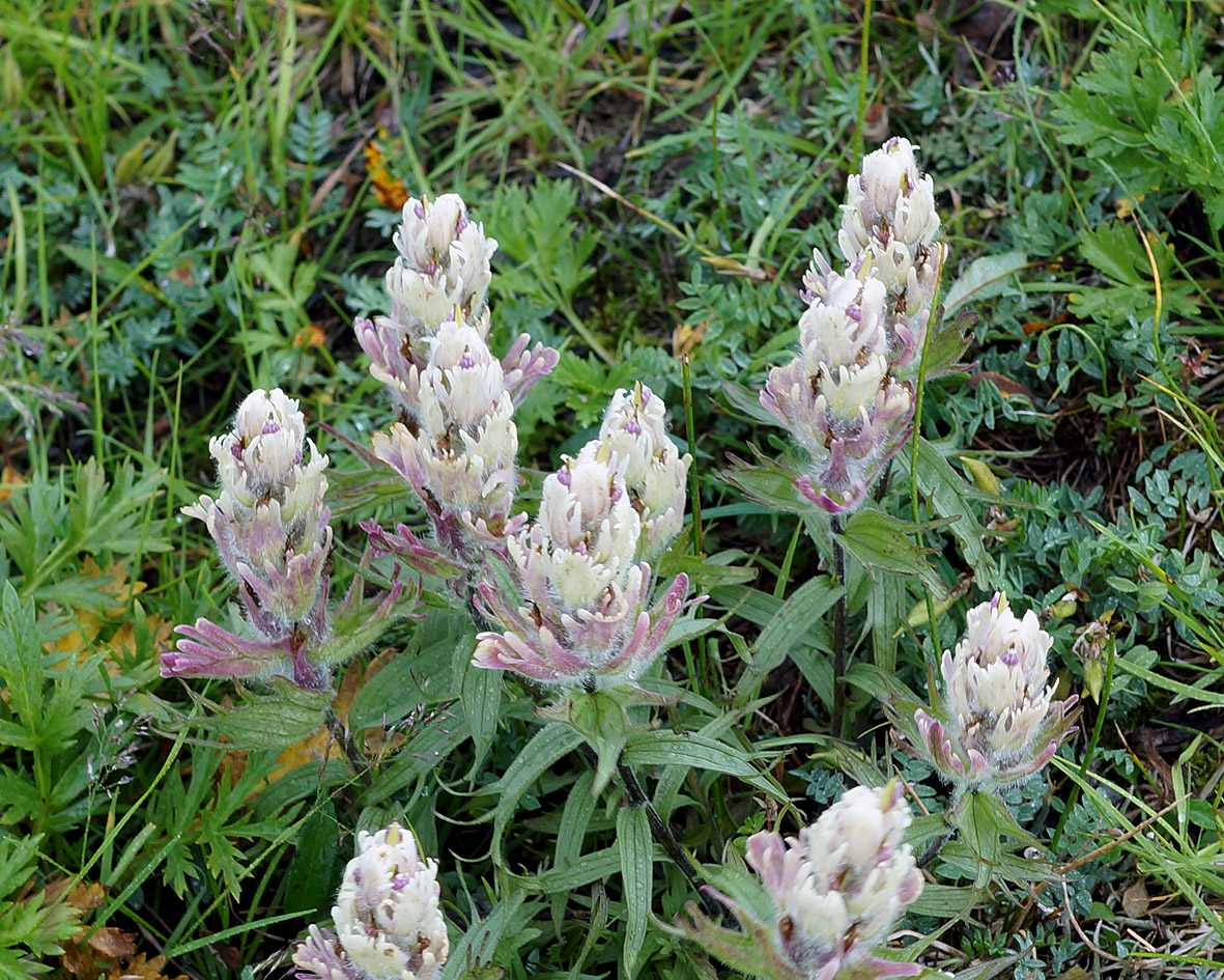 Image of Castilleja pavlovii specimen.