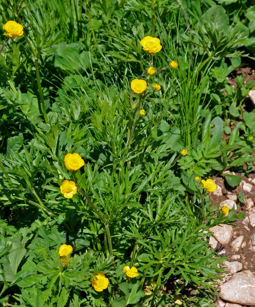 Image of Ranunculus caucasicus specimen.