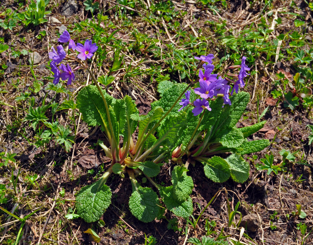 Изображение особи Primula amoena.