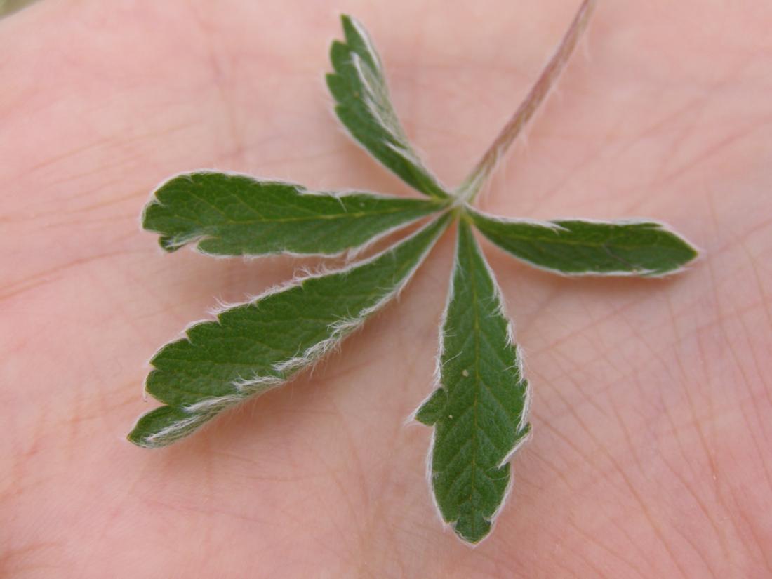 Image of Potentilla taurica specimen.