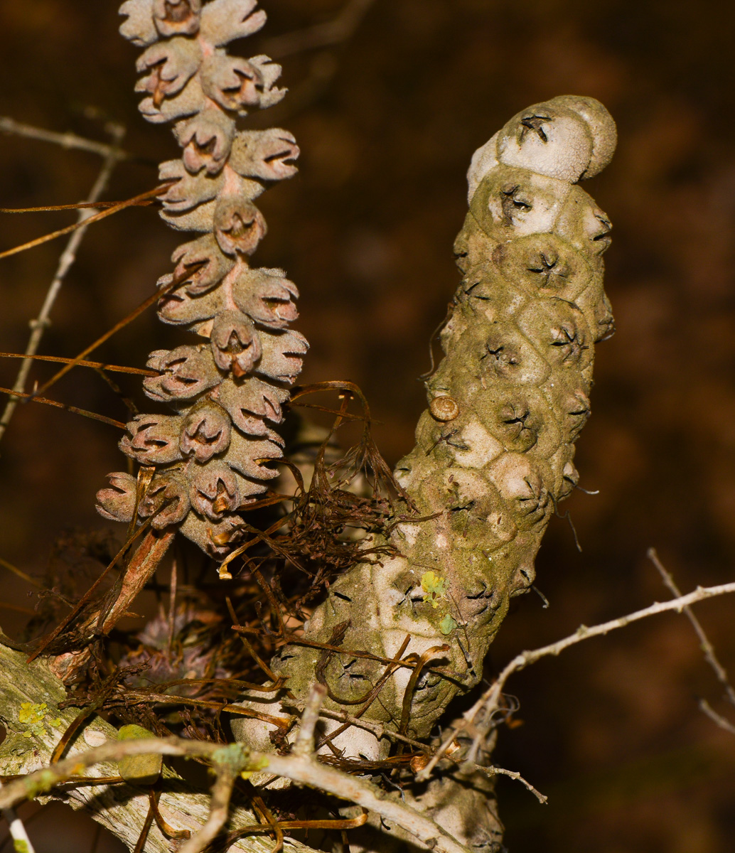 Image of Melaleuca elliptica specimen.