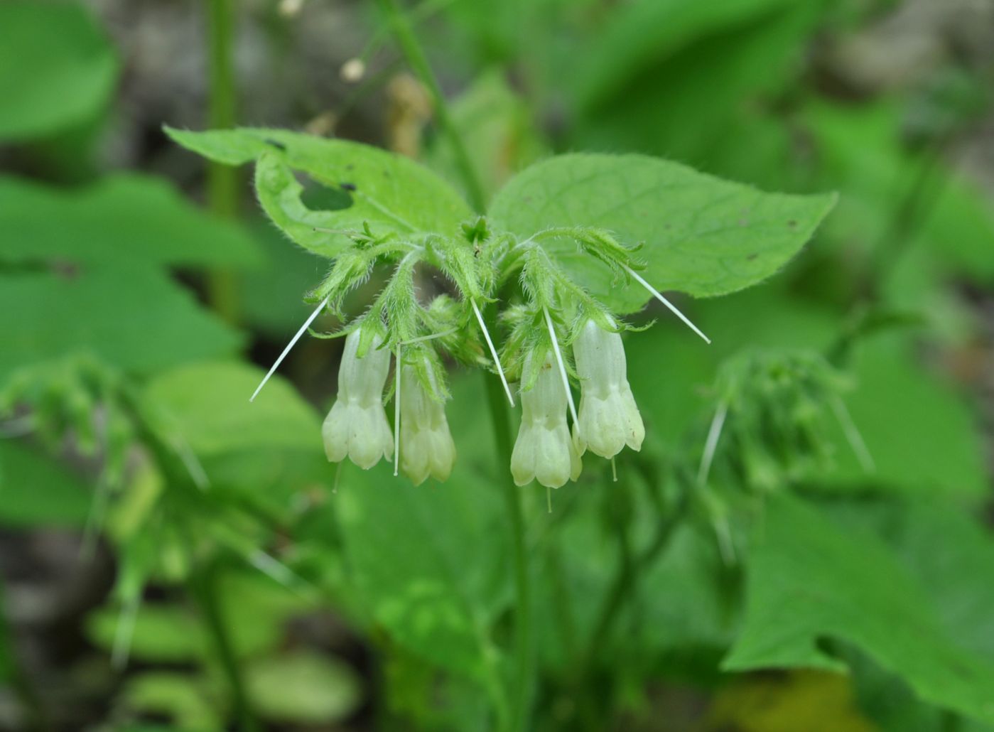 Image of Symphytum grandiflorum specimen.