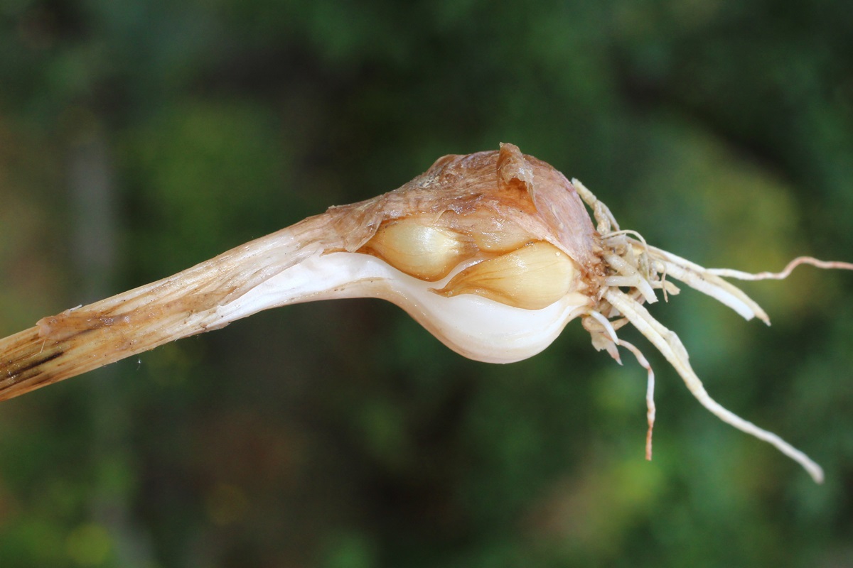 Изображение особи Allium pallens ssp. coppoleri.