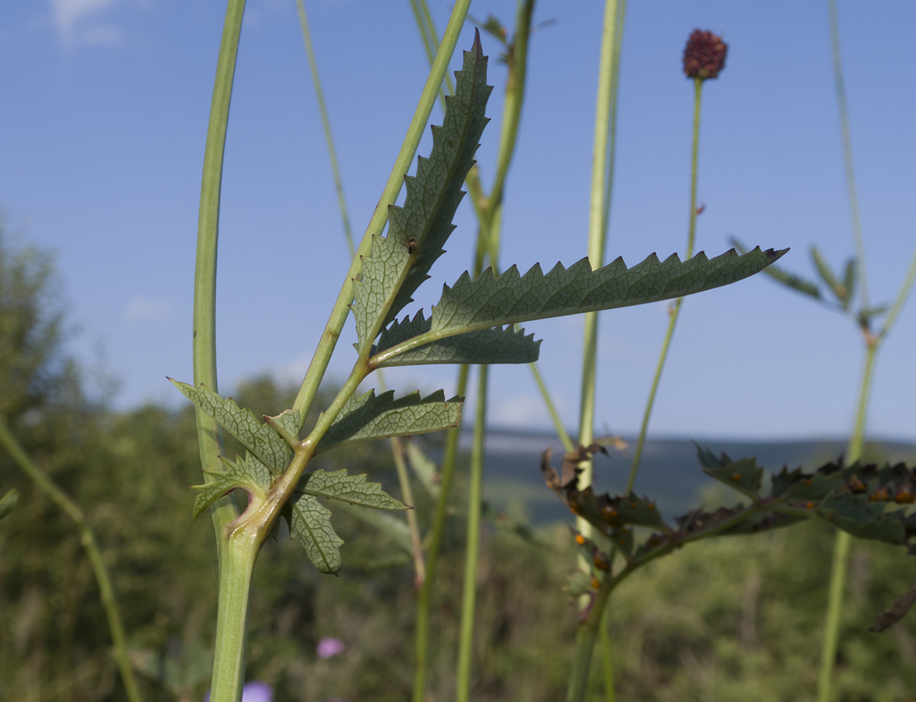 Изображение особи Sanguisorba officinalis.