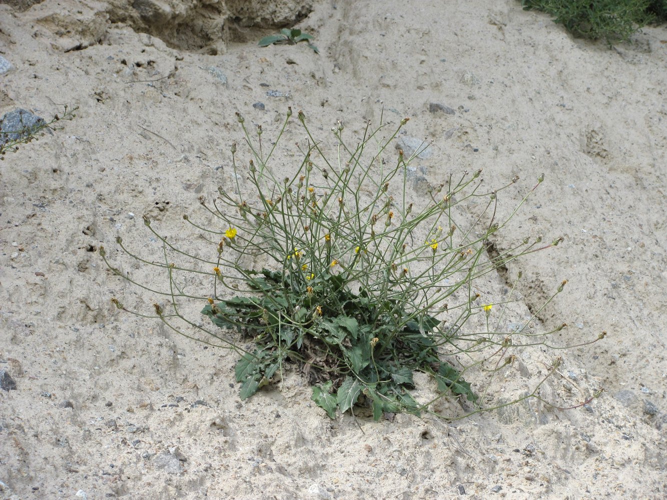 Image of Crepis sonchifolia specimen.