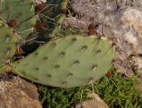 Opuntia phaeacantha разновидность camanchica форма rubra. Побег. Украина, г. Запорожье, Запорожский детский ботанический сад, каменистая горка. 02.05.2016.