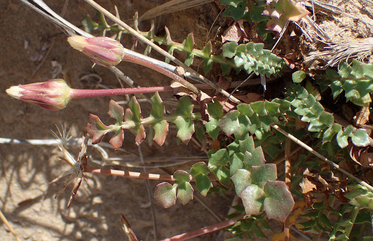 Image of Hyoseris lucida specimen.