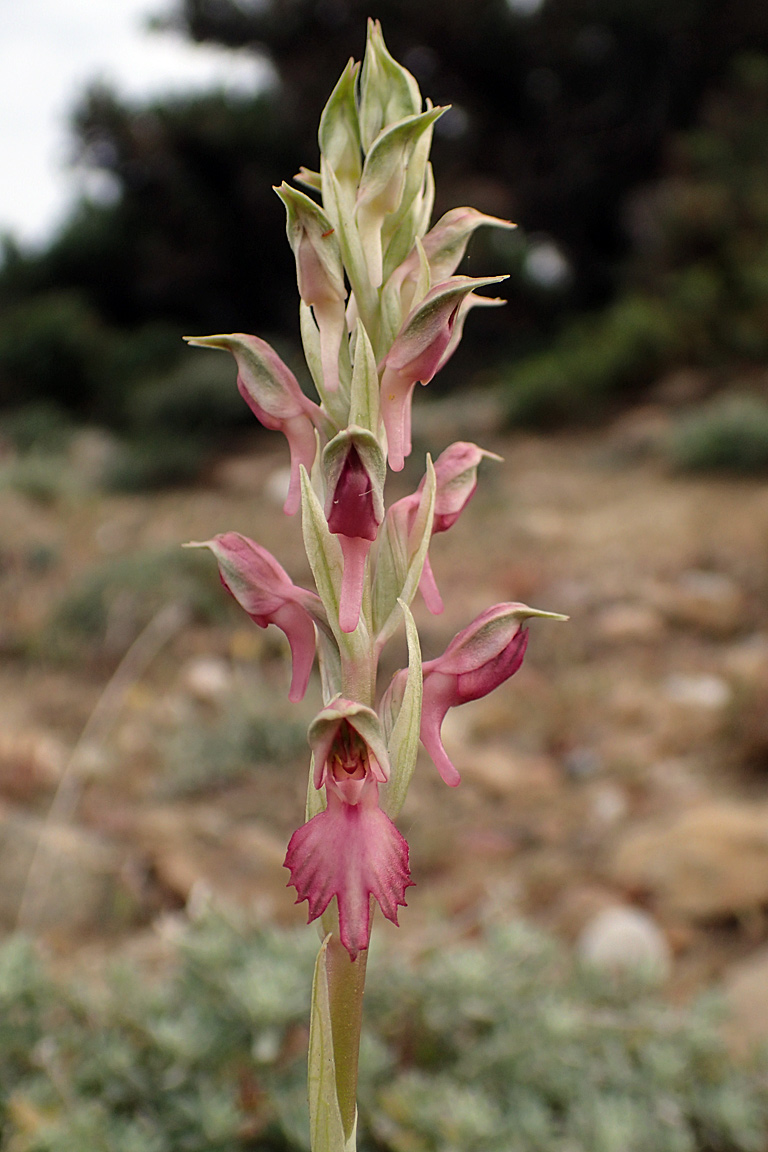 Изображение особи Anacamptis sancta.