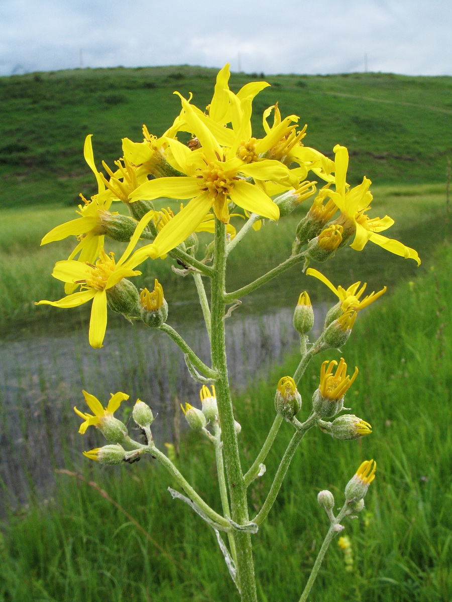 Image of Ligularia thyrsoidea specimen.