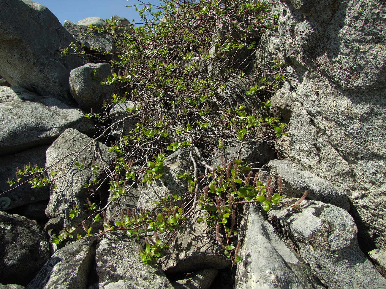 Image of Salix arctica specimen.