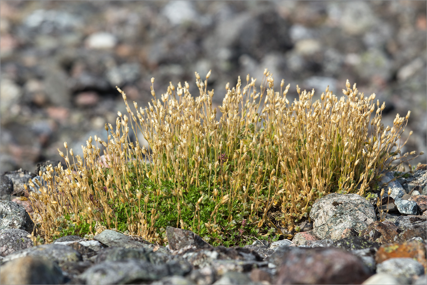 Image of Cerastium alpinum specimen.