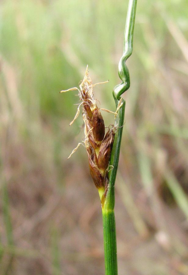 Image of Blysmus rufus specimen.