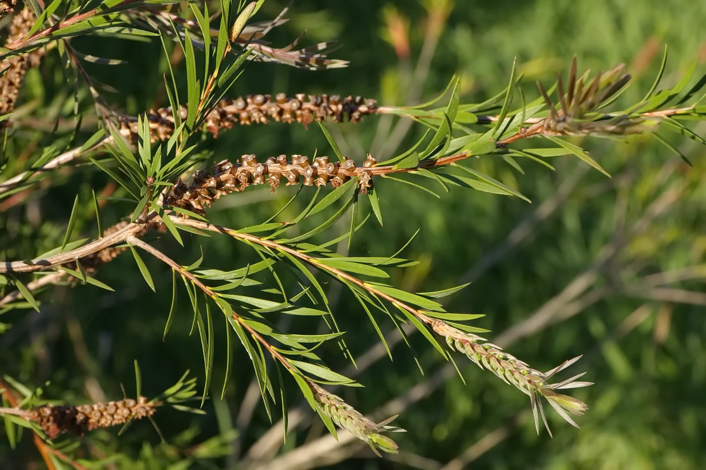 Image of Callistemon phoeniceus specimen.