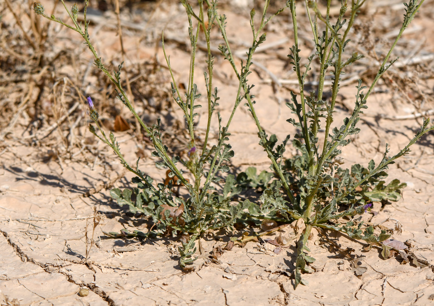 Image of Volutaria lippii specimen.