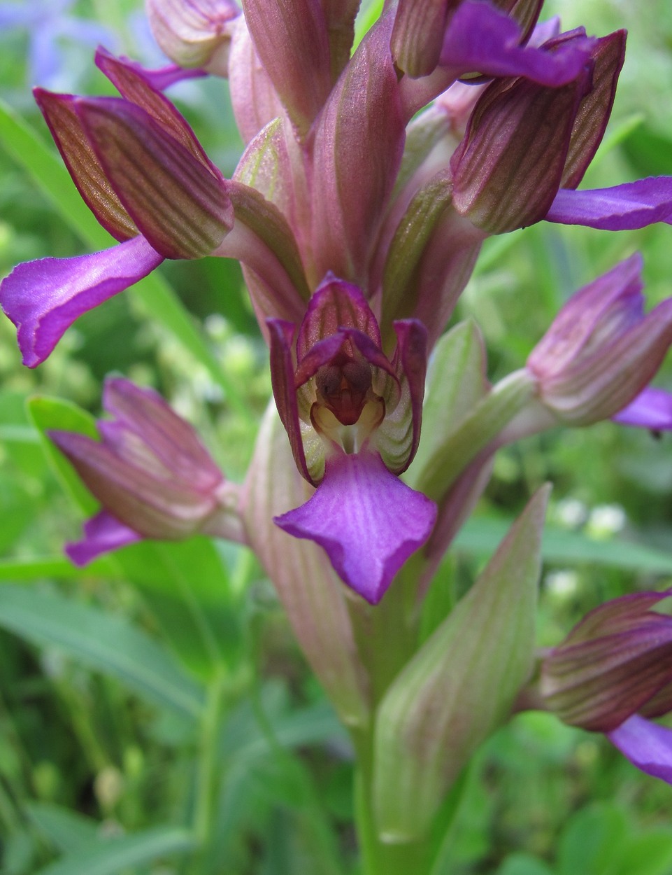 Image of Anacamptis papilionacea ssp. schirwanica specimen.