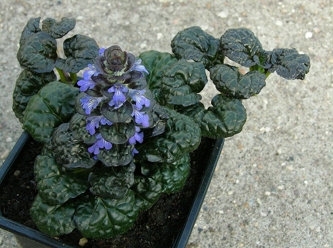 Image of Ajuga reptans specimen.