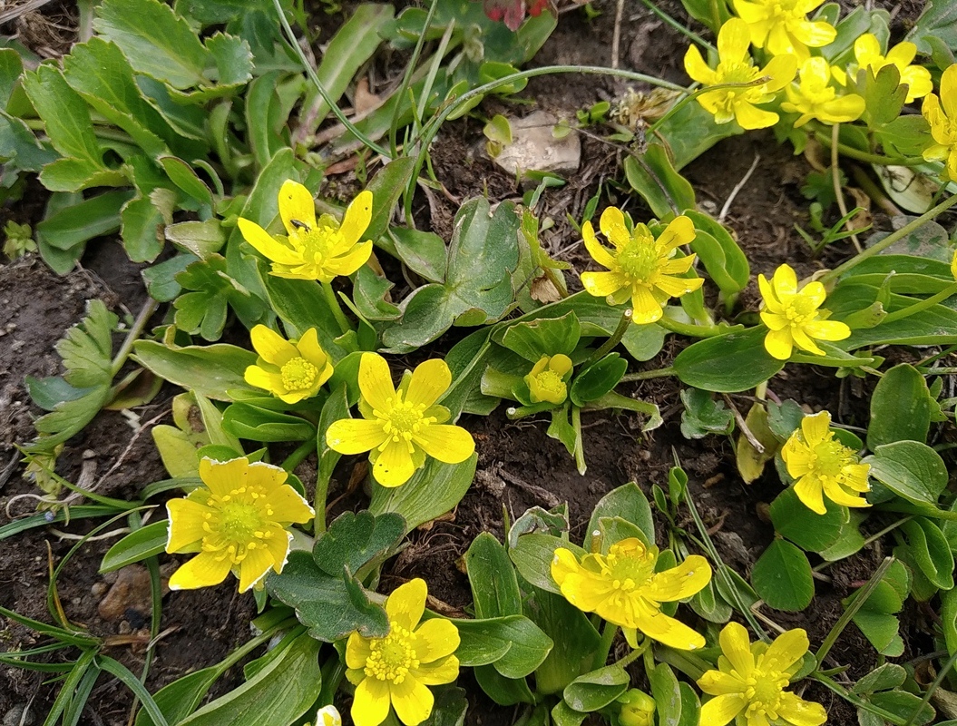 Изображение особи Ranunculus alajensis.