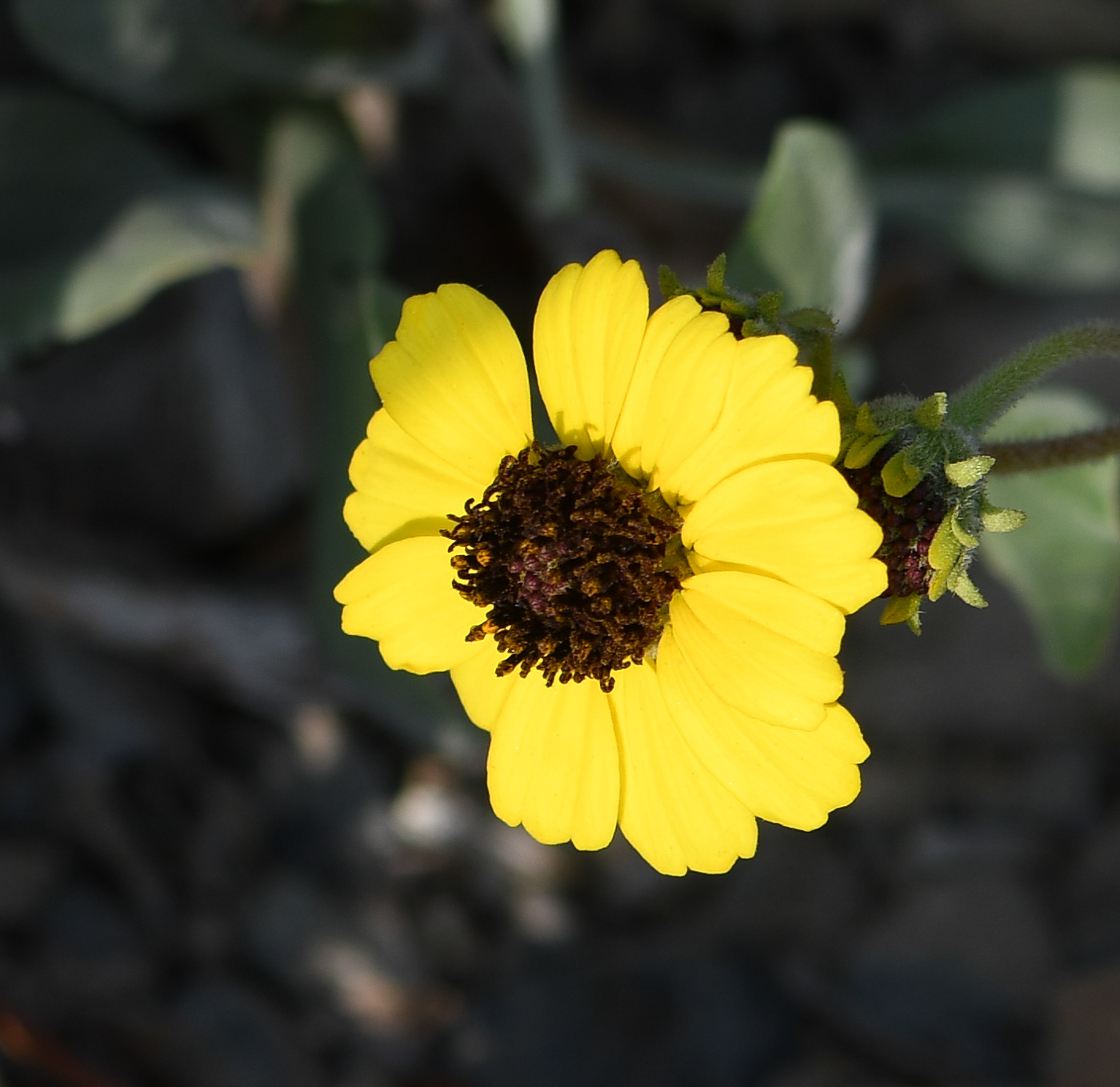 Image of genus Encelia specimen.