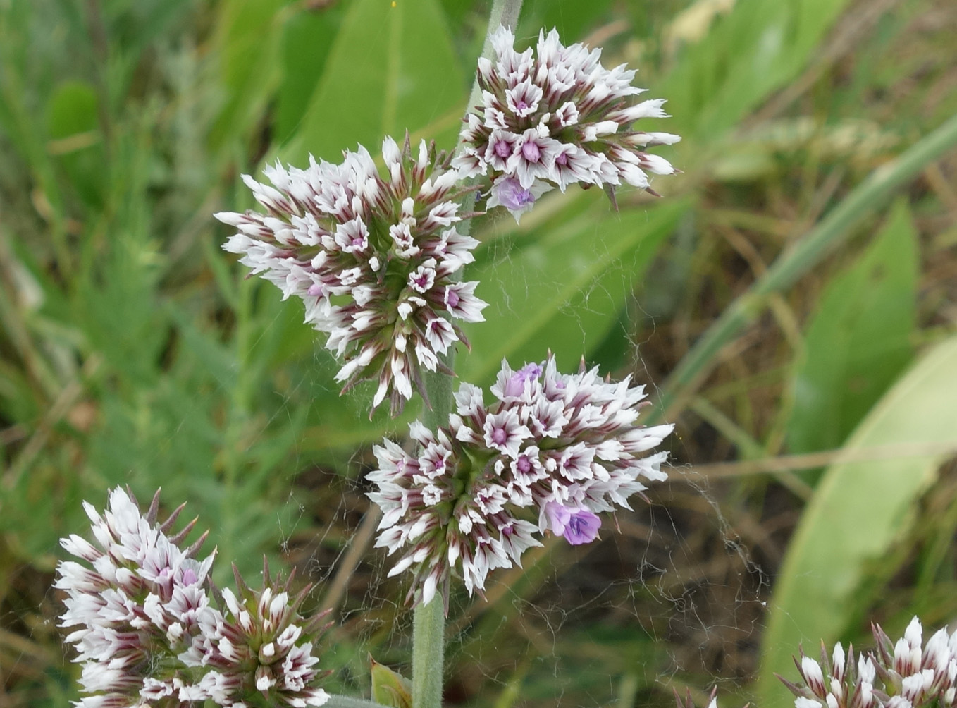 Image of Goniolimon eximium specimen.