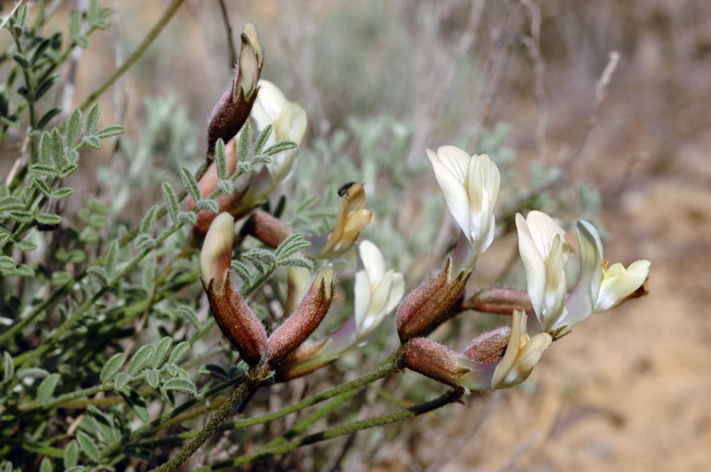 Image of Astragalus sytinii specimen.