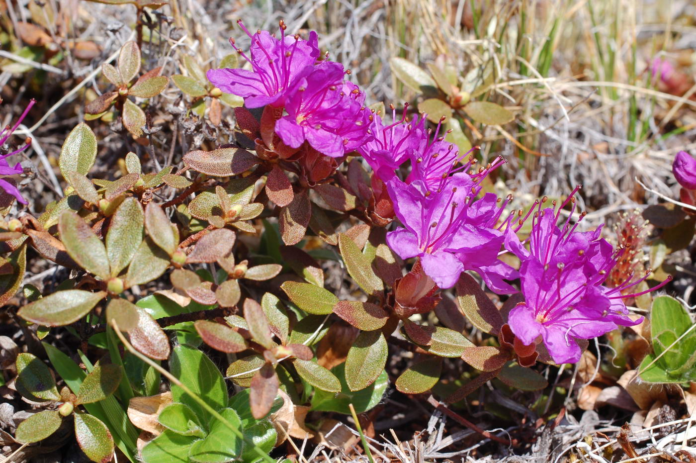 Изображение особи Rhododendron lapponicum.