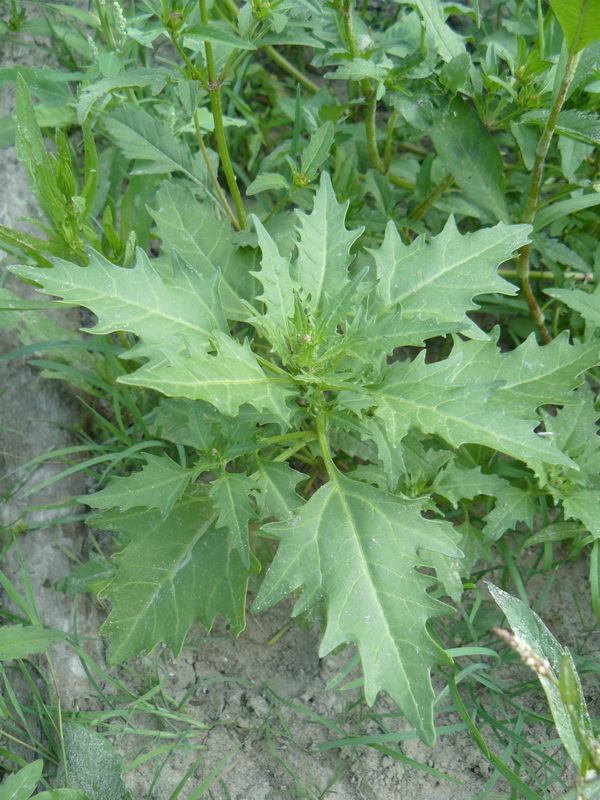 Image of Oxybasis rubra specimen.