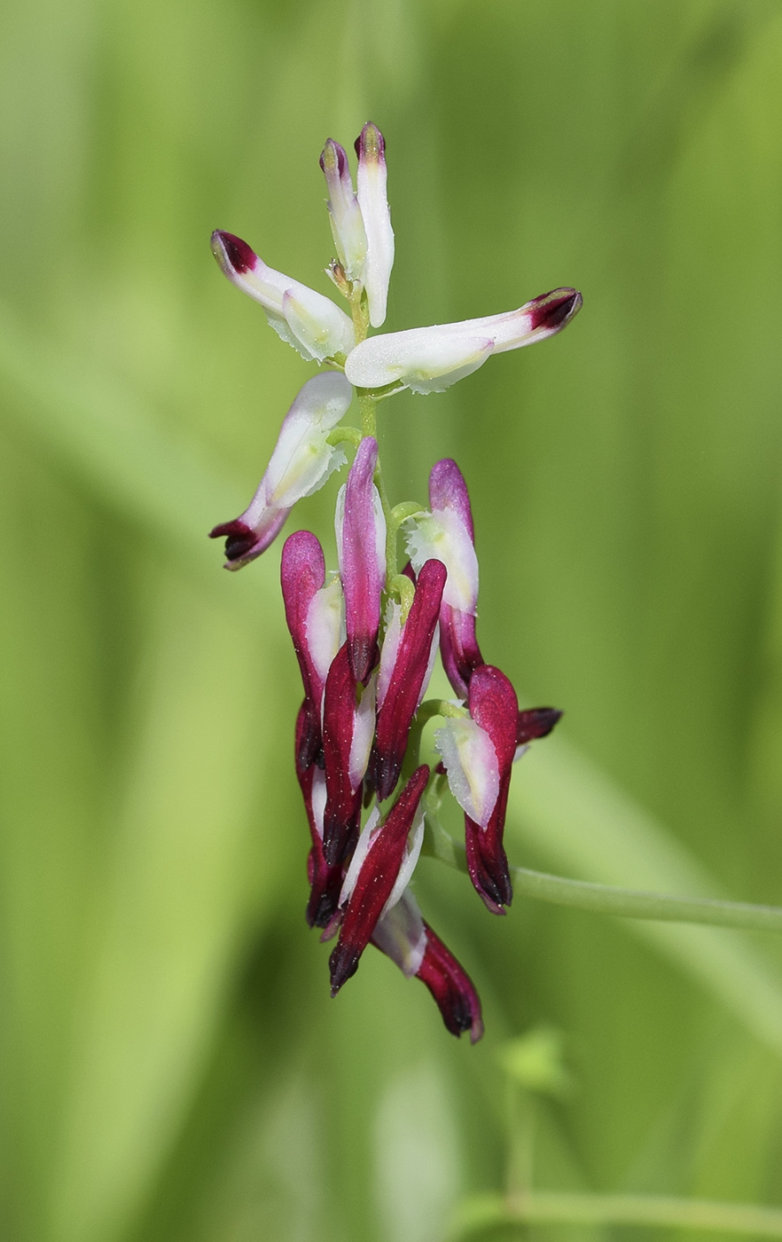 Image of Fumaria capreolata specimen.