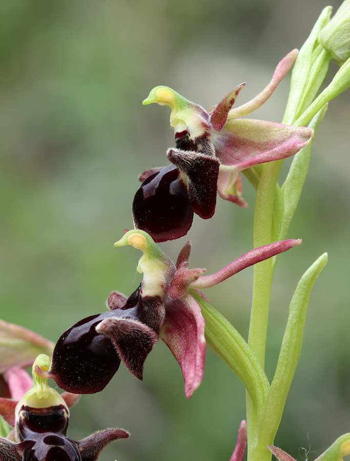 Image of Ophrys × aghemanii specimen.
