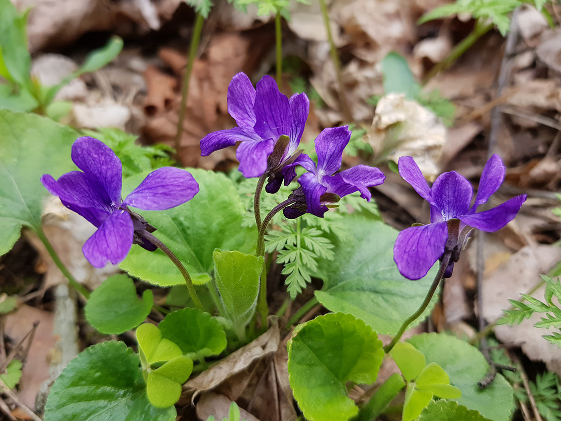 Image of Viola odorata specimen.