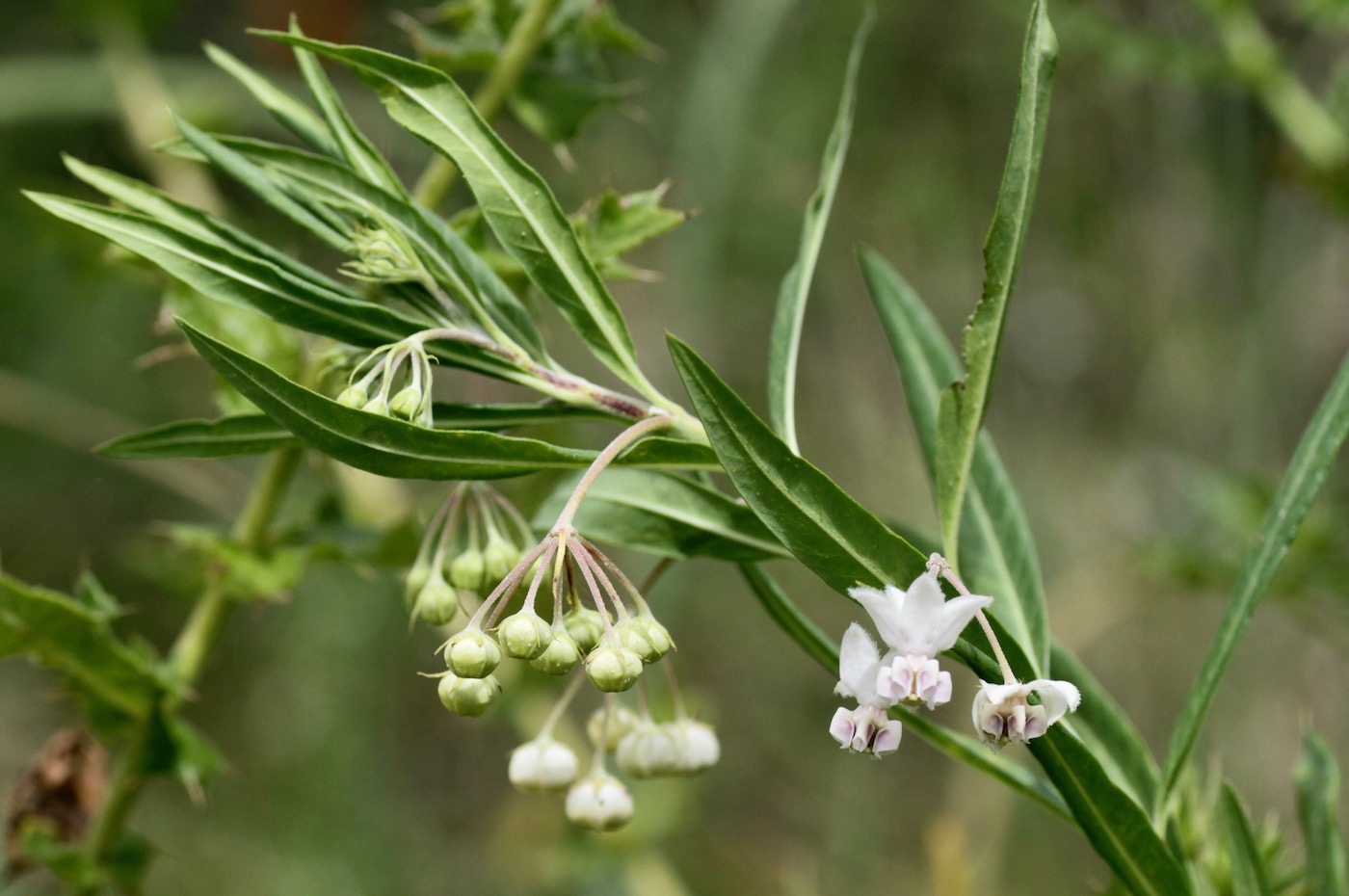 Image of Gomphocarpus physocarpus specimen.