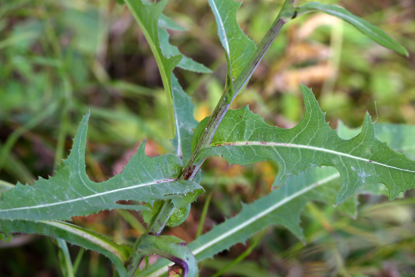 Image of Sonchus arvensis ssp. uliginosus specimen.