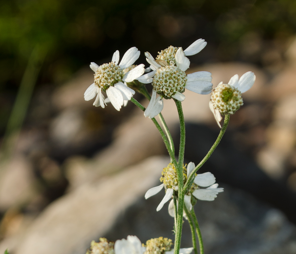 Image of Achillea ptarmica specimen.