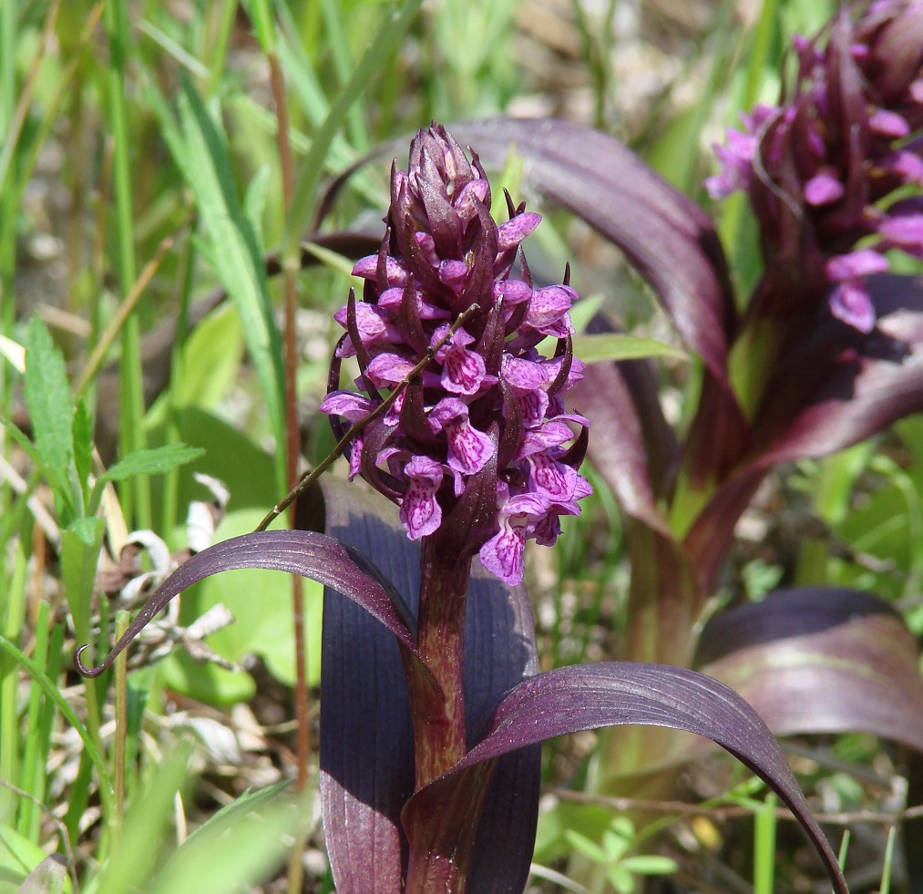 Image of Dactylorhiza incarnata specimen.