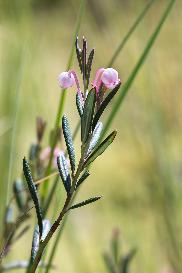 Image of Andromeda polifolia specimen.